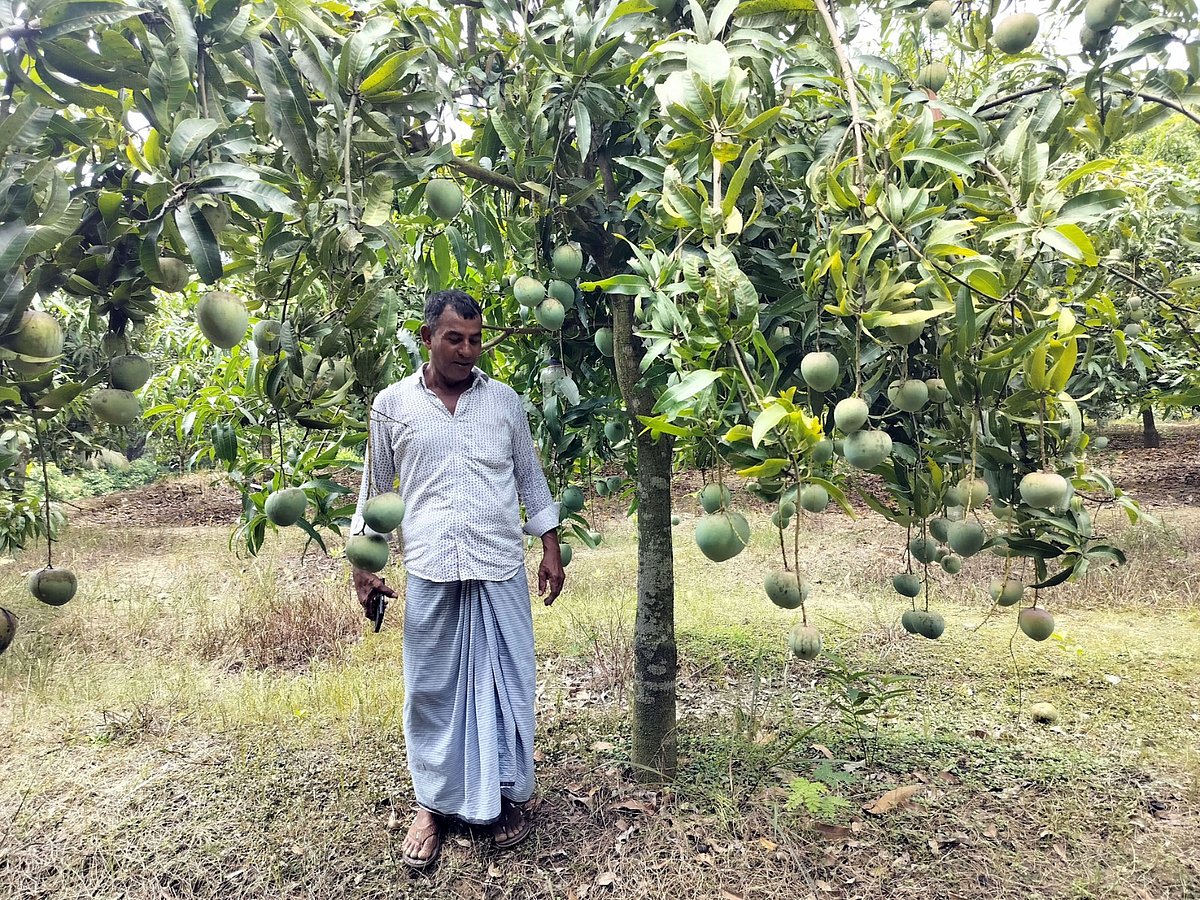 নিজের আমের বাগানে কামাল উদ্দিন। গত শুক্রবার দুপুরে চট্টগ্রামের সীতাকুণ্ডের সোনাইছড়ি ইউনিয়নের জোড়আমতল পাহাড়ে