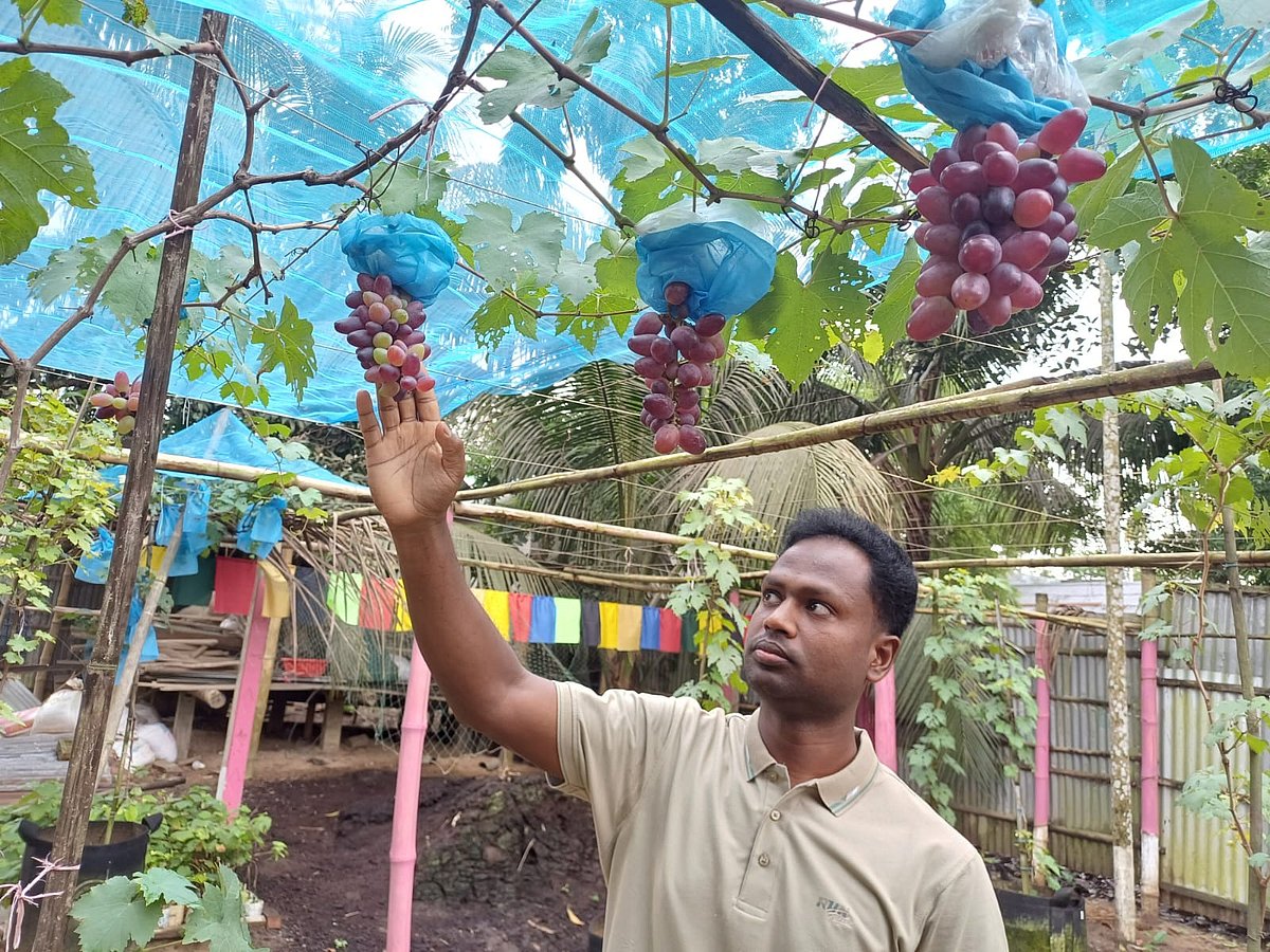 শেরপুরের শ্রীবরদীতে চাষ হচ্ছে নানা রঙের আঙুর। এ উদ্যোগ নিয়েছেন মিজানুর রহমান। সম্প্রতি মেঘাদল গ্রামে