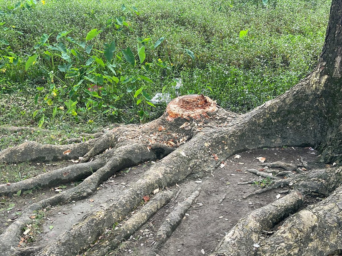 কেটে নেওয়া গাছের গোড়া। আজ রোববার নেত্রকোনার আটপাড়া উপজেলার শাহানা আলী সরকারি প্রাথমিক বিদ্যালয়ের প্রাঙ্গণে