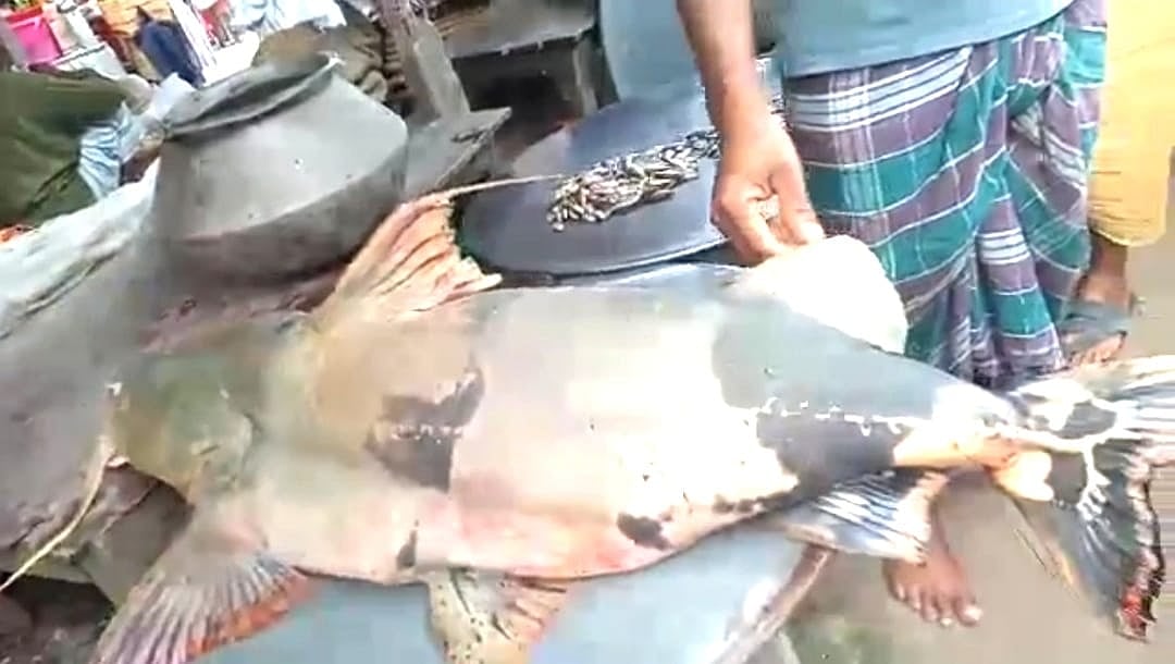 ফরিদপুরে পদ্মা নদীতে ৪২ কেজি ওজনের বিশাল বাগাড় ধরা পড়েছে বরশিতে। রোববার সকালে বিক্রির জন্য মাছটি ফরিদপুরের চরভদ্রাসন উপজেলার গাজিরটেক ইউনিয়নের  চর হাজিগঞ্জ বাজারে নিয়ে আসা হয়। মাছটি বিক্রি হয়েছে  ৬২ হাজার টাকায়