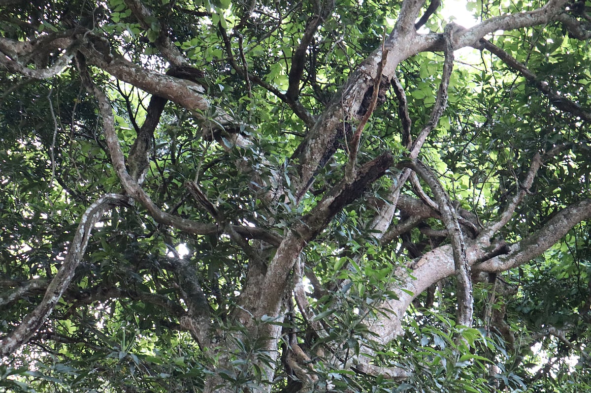 অনেক অনেক বছর ধরে মানুষ আর গাছটিতে কোনো কাটাছেঁড়া করেন না, ক্ষত তৈরি করেন না