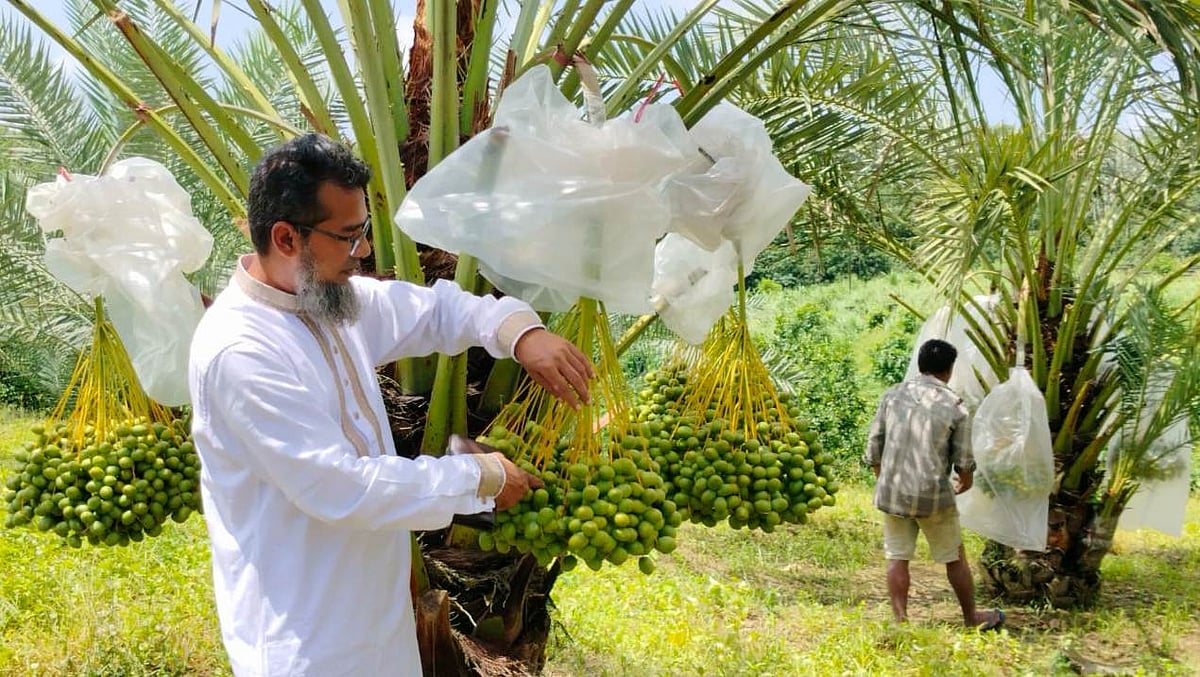 নিজের বাগানের খেজুর দেখছেন নুর আলম। পাশে খেজুর পরিচর্যায় ব্যস্ত এক শ্রমিক। গত শনিবার তোলা