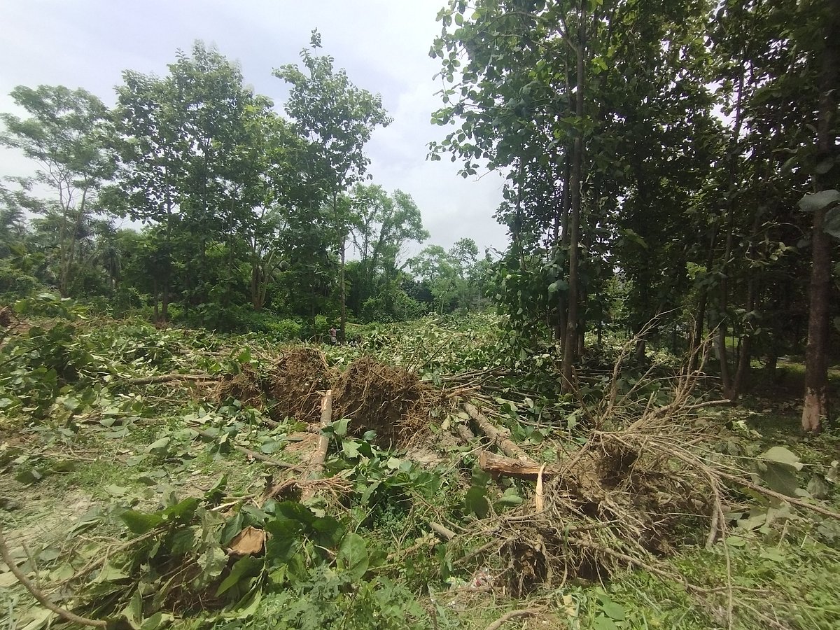 জাহাঙ্গীরনগর বিশ্ববিদ্যালয়ে ভবন নির্মাণের জন্য সেগুন, কাঁঠালসহ অর্ধশতাধিক গাছ উপড়ে ফেলা হয়েছে। আজ সোমবার দুপুর ১২টার দিকে পরিবেশবিজ্ঞান বিভাগের সামনে