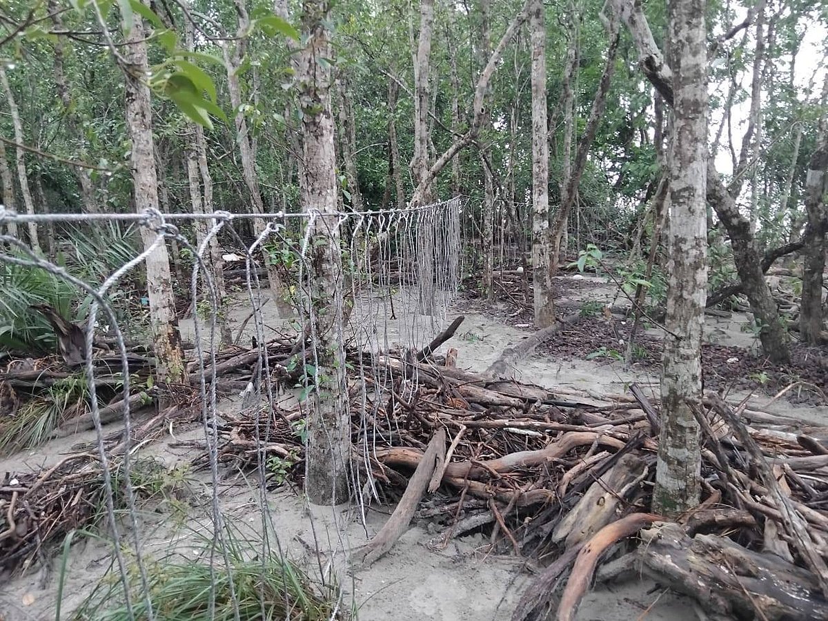 সুন্দরবনের কচিখালী অভয়ারণ্যের সুখপাড়া খাল–সংলগ্ন বনে হরিণ শিকারের জন্য পাতা ফাঁদ। আজ সকালে তোলা