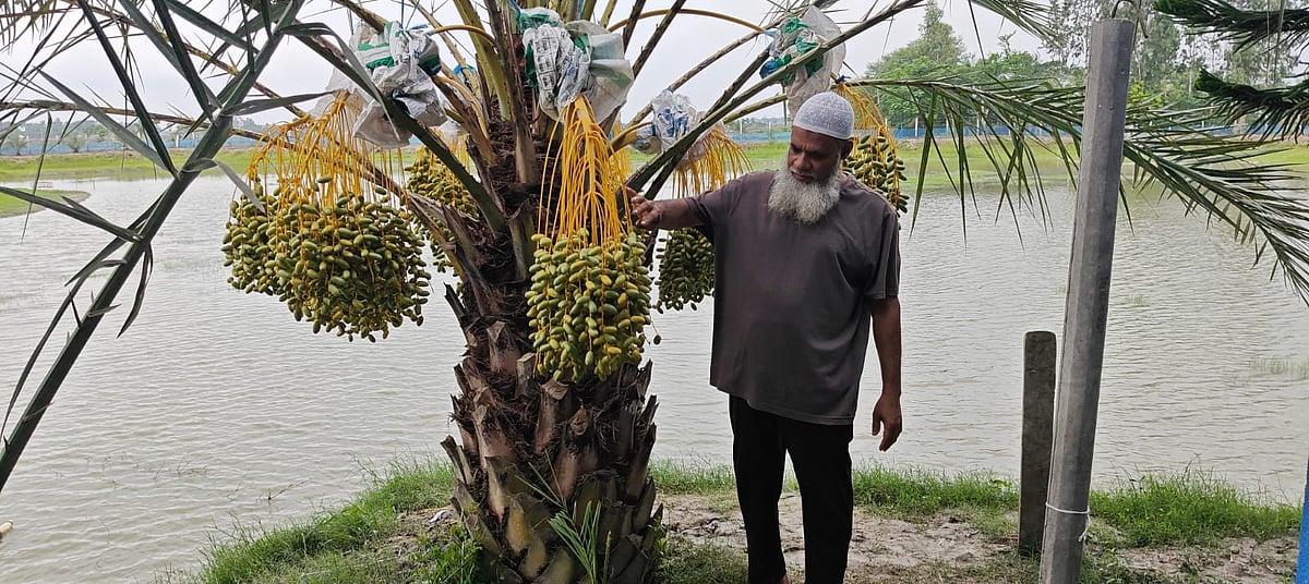 সাতক্ষীরার শ্যামনগর উপজেলায় জি এম সিরাজুল ইসলামের বাগানে সৌদি খেজুরের থোকা