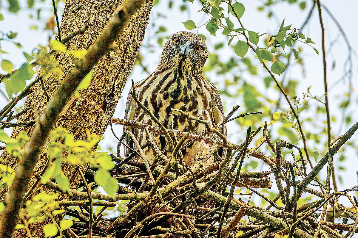 মেঘশিরীষগাছে নিজ বাসায় হালকা রঙের বহুরূপী ইগল
