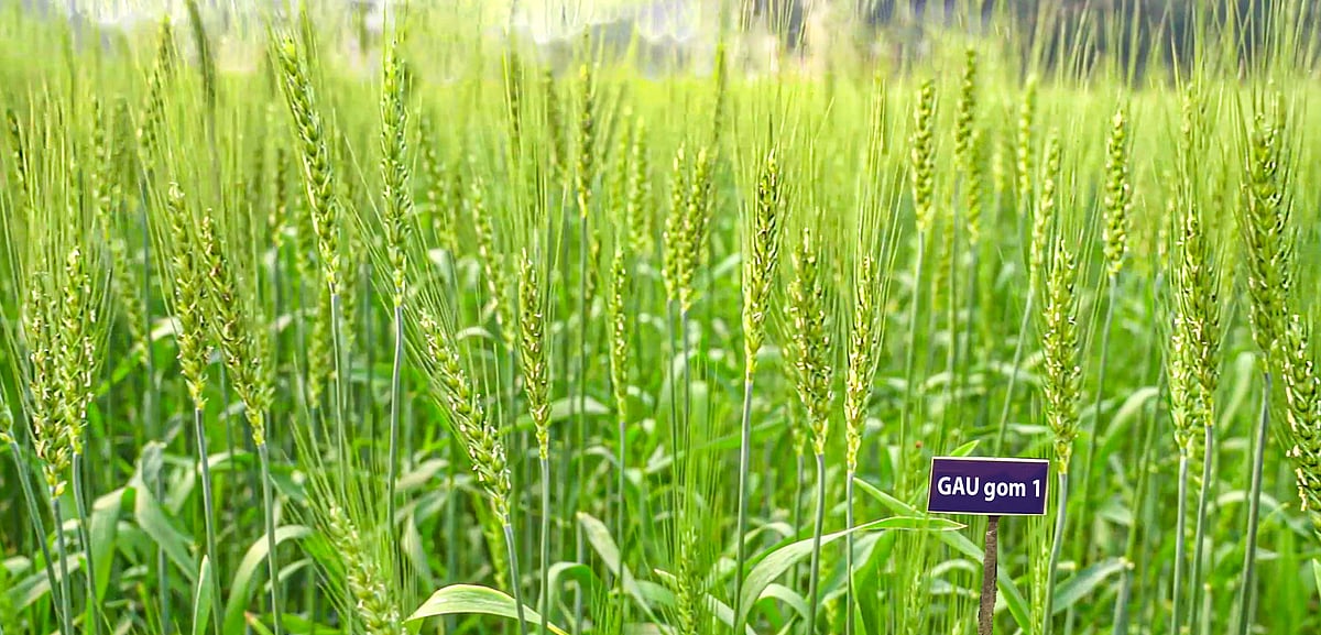 গাজীপুর কৃষি বিশ্ববিদ্যালয়ে উদ্ভাবিত উচ্চ লবণসহিষ্ণু ‘জিএইউ গম ১’–এর খেত
