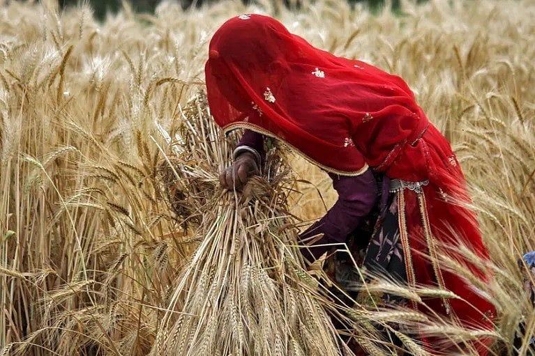 ভারতে খেতে কাজ করছেন এক নারী কৃষক