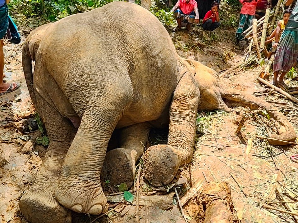 শেরপুরের নালিতাবাড়ীর সীমান্ত এলাকায় এভাবে পড়ে ছিল বন্য হাতিটির মরদেহ। আজ সকালে উপজেলার কাটাবাড়ি এলাকায়