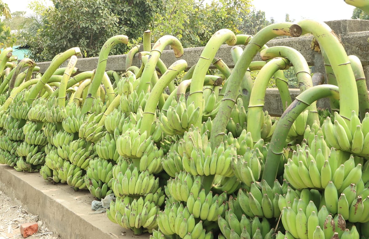 হাটে বিক্রির জন্য নিয়ে যাওয়ার উদ্দেশ্যে সড়কের পাশে স্তূপ করা হয়েছে কলার ছড়ি। রাঙামাটির মানিকছড়ি এলাকা থেকে সম্প্রতি তোলা