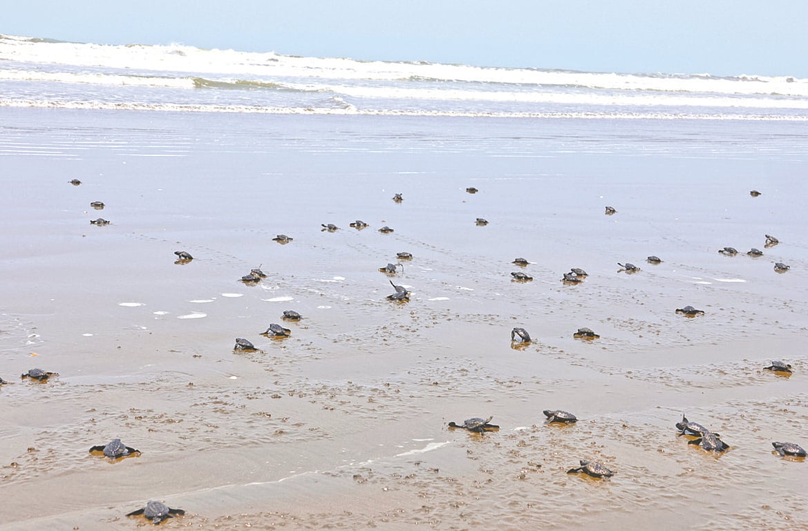 শতাধিক কাছিমের বাচ্চা গত ২৭ এপ্রিল সাগরে ফিরে যাচ্ছে। টেকনাফের শামলাপুর এলাকায়। গত চার মাসে প্রায় ১০ হাজার বাচ্চা সাগরে নিরাপদে ফিরে গেছে
