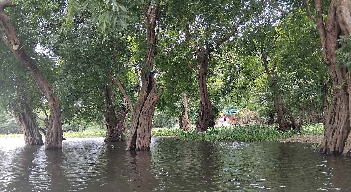 এক টুকরা জলাবনে এখনো মানুষকে কাছে টানবার আকর্ষণ করচের আছে। মৌলভীবাজারের কাউয়াদিঘি হাওরপারের অন্তেহরিতে