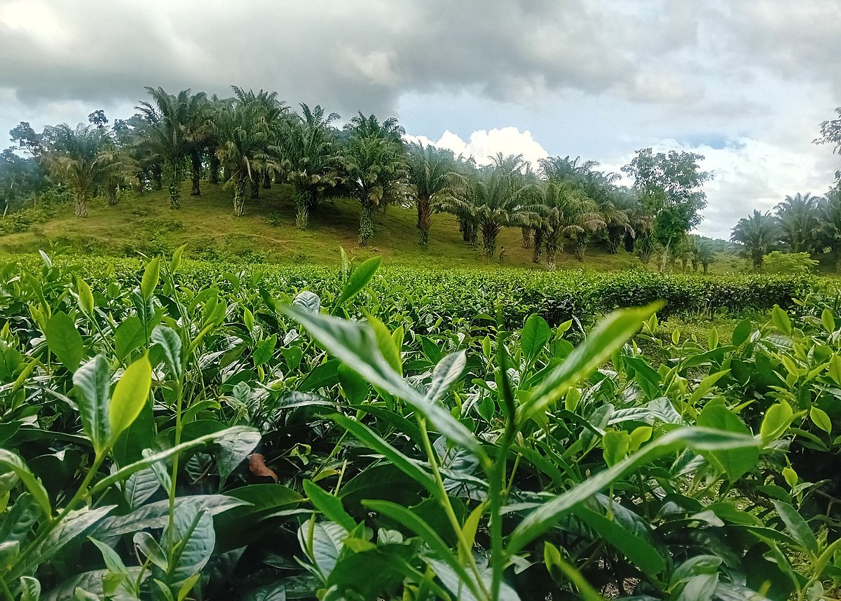 মৌলভীবাজারের কুলাউড়া উপজেলার চা-বাগানের ভেতর টিলায় লাগানো পামগাছ। এর সৌন্দর্য দূর থেকে পথচারীদের আকর্ষণ করে। সম্প্রতি কালিটি চা-বাগানে