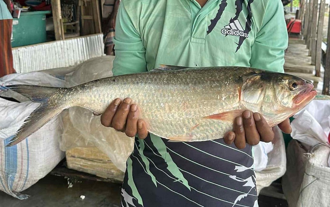 পটুয়াখালীর কুয়াকাটা–সংলগ্ন বঙ্গোপসাগরে ধরা পড়েছে ২ কেজি ২২০ গ্রাম ওজনের এই ইলিশ মাছ