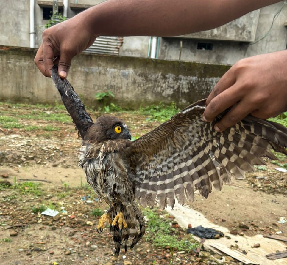 মৌলভীবাজারের কুলাউড়া উপজেলায় গতকাল সোমবার একটি আহত হুতোম প্যাঁচা উদ্ধার করা হয়