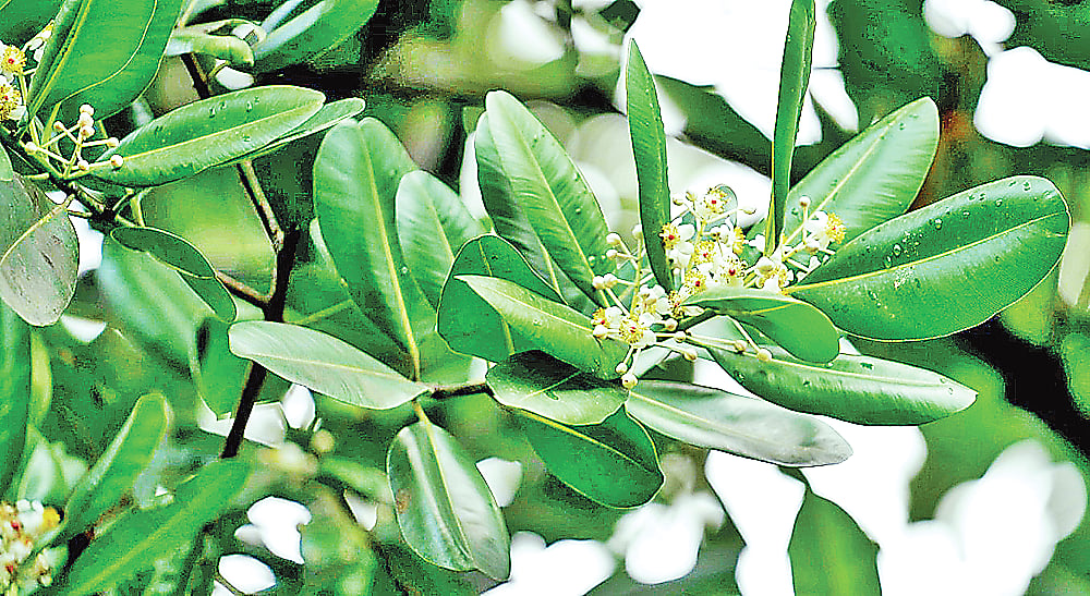 রমনা পার্ক নার্সারিতে ফুটেছে সুলতানচাঁপা