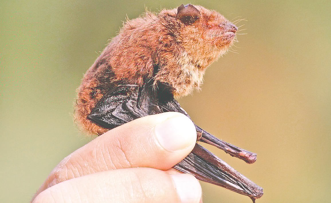 বান্দরবানের গুহা থেকে রেকর্ড করা ইঁদুরকানী বাদুড়