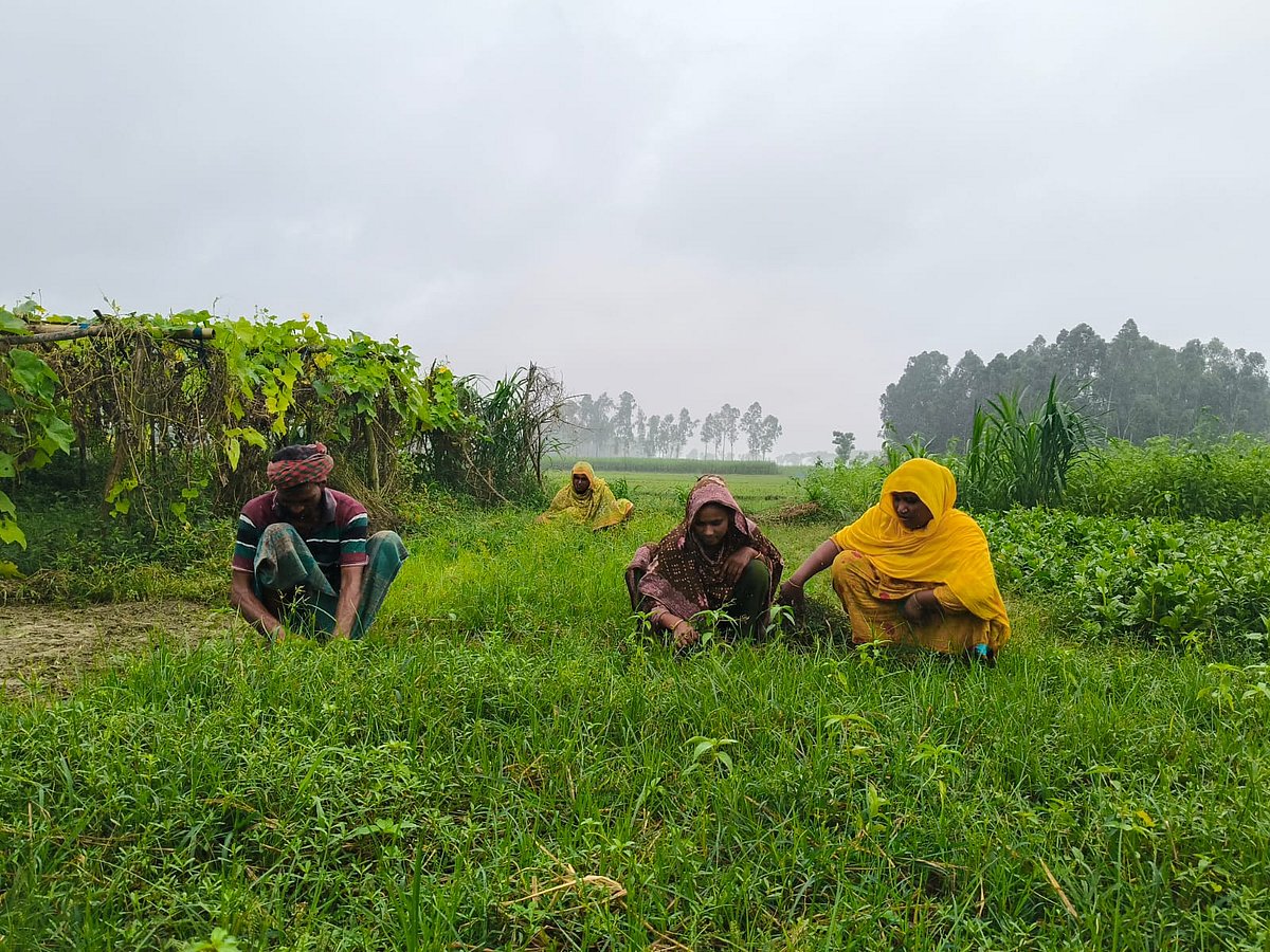 বর্গাচাষি মো. আরমানের জমিতে কাজ করছেন তিন নারী। সম্প্রতি জামালপুরের দেওয়ানগঞ্জের চুকাইবাড়ীতে