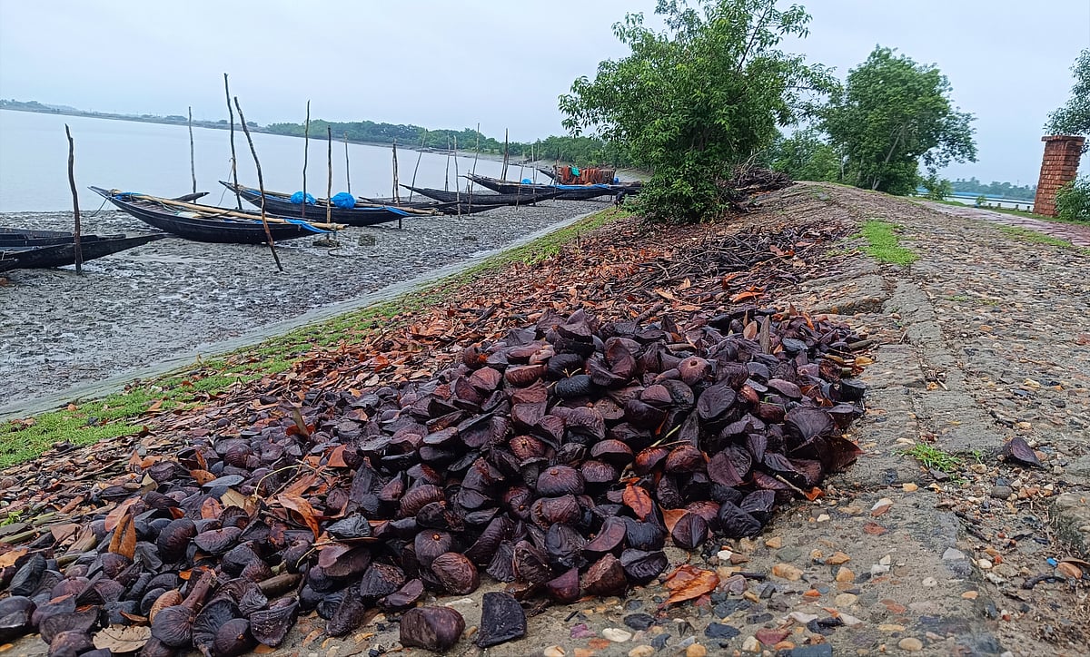 সুন্দরবন থেকে ভেসে আসা ফলগুলো নদীতীরের রাস্তার ধারে শুকাতে দেওয়া হয়। মঙ্গলবার খুলনার কয়রার কাটকাটা গ্রামের শাকবাড়িয়া নদীর তীরে