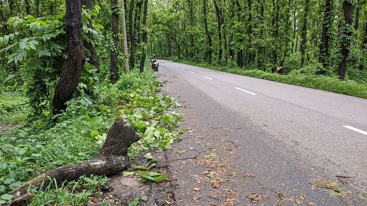 গাজীপুরের শ্রীপুরের মাওনা-কালিয়াকৈর আঞ্চলিক সড়কের হাশিখালি এলাকায় সড়কে গাছ ফেলে ডাকাতির চেষ্টা করে ডাকাত দল। সড়কের পাশে গাছের কাটা অংশ। বৃহস্পতিবার সকালে হাশিখালি এলাকায়