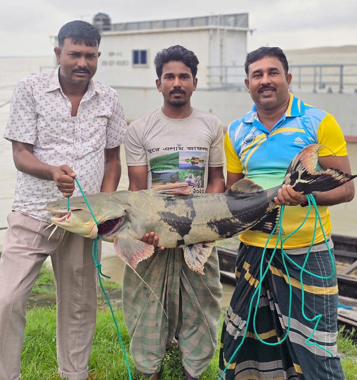 রাজবাড়ীর দৌলতদিয়া ঘাটে মহাবিপন্ন বাগাড়টি ৪০ হাজার ৫০০ টাকায় কিনে ৪৩ হাজার টাকায় বিক্রি করেন এক ব্যবসায়ী