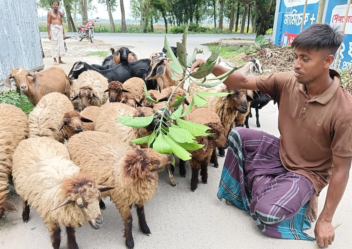 ভেড়া পরিচর্যায় ব্যস্ত সময় পার করছেন রংপুরের তারাগঞ্জ উপজেলার কর্শা গ্রামের রবিউল ইসলাম