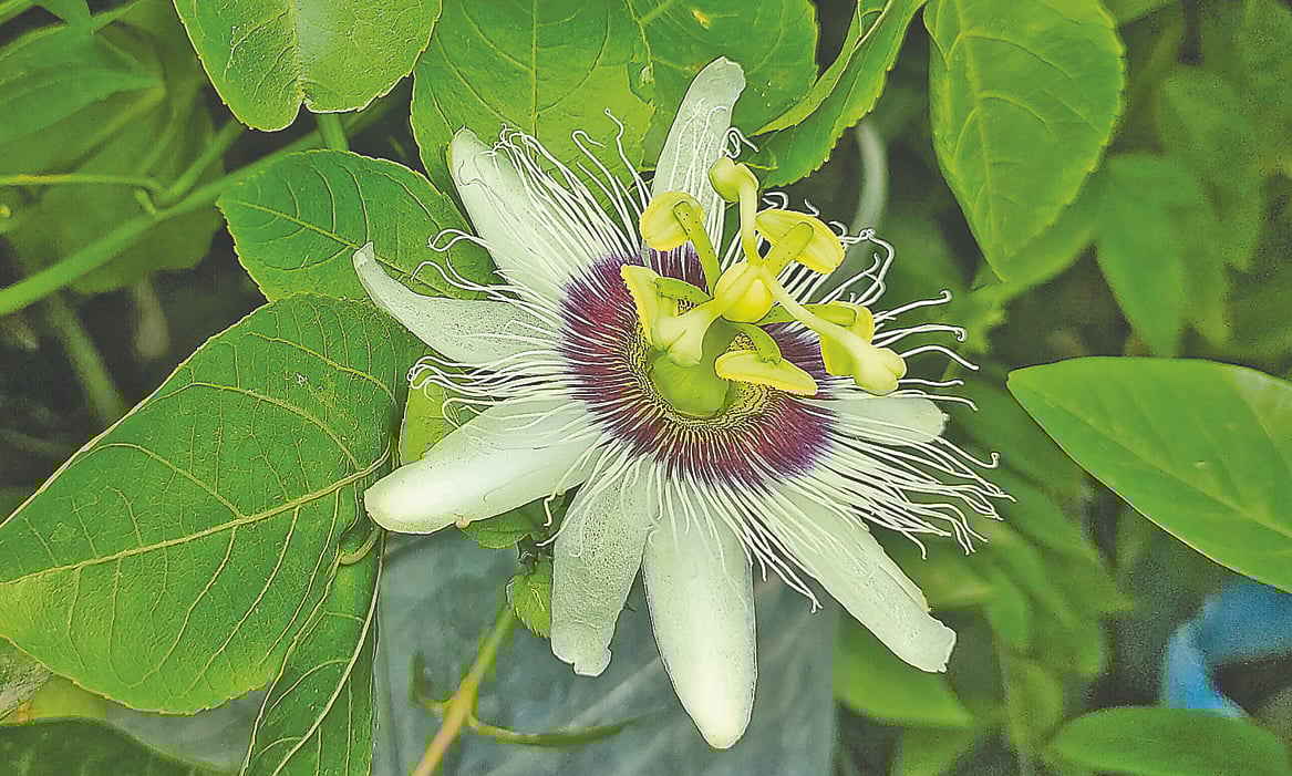 বর্ষায় ফোটা প্যাশন ফুল