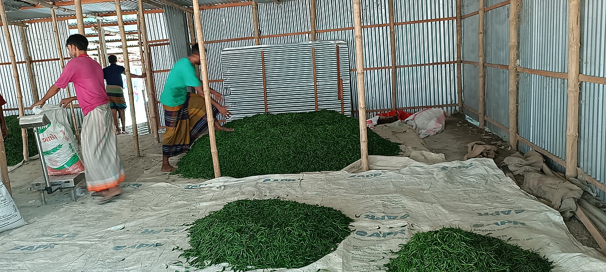 করমজা চতুর হাটে দুই ঘণ্টার ব্যবধানে কাঁচা মরিচের দাম নেমে আসে ৯০ থেকে ১২০ টাকা কেজিতে। গতকাল শনিবার