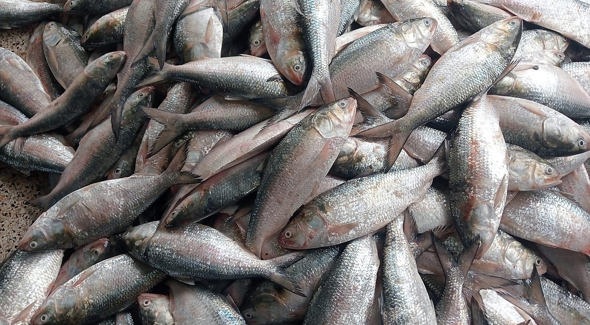 বঙ্গোপসাগরে ধরা পড়েছে এসব ইলিশ। আজ রোববার পটুয়াখালীর কুয়াকাটার আলীপুর মৎস্যবন্দরে নিলামে এসব মাছ বিক্রি হয়