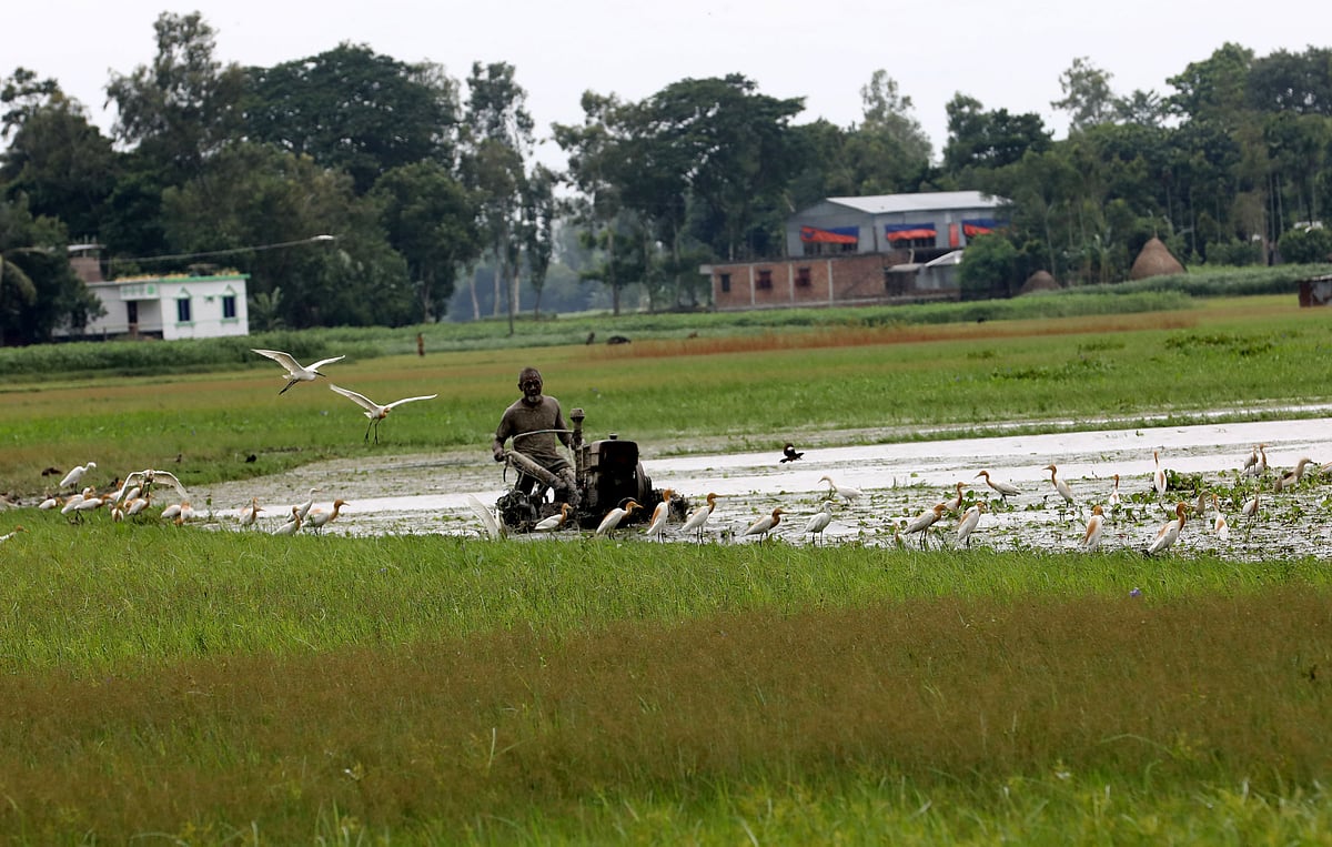 পাওয়ার টিলার দিয়ে জমি চাষ করছেন এক কৃষক