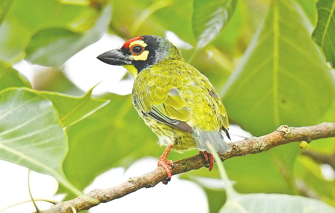 রাজশাহীর পদ্মা নদীর বটতলা ঘাটের পাড়ে বটগাছে ভগীরত পাখি