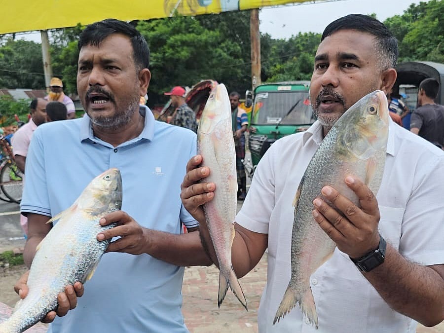 রাজবাড়ীর দৌলতদিয়ায় পদ্মা নদীর প্রায় দেড় কেজি ওজনের ইলিশটি কিনে অন্যত্র বিক্রি করেন স্থানীয় এক মৎস্য ব্যবসায়ী। আজ সকালে তোলা