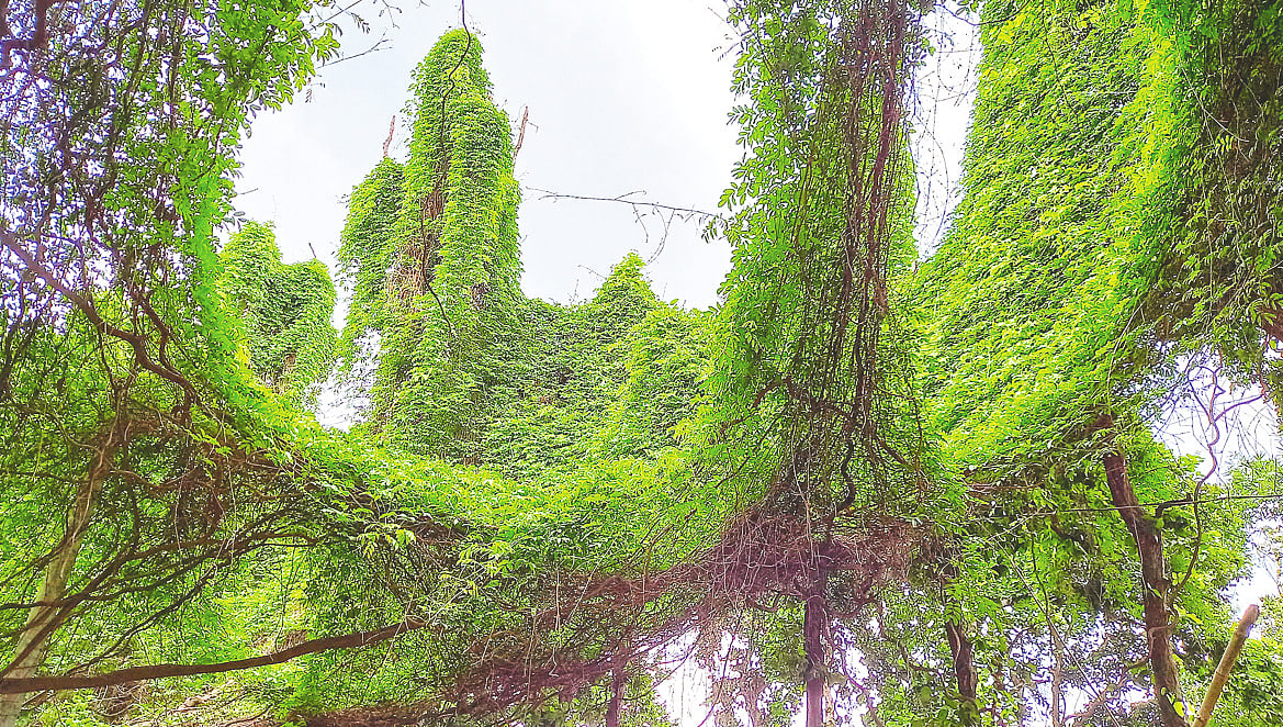 দিনাজপুরের বিরামপুর উপজেলার জোতমাধব গ্রামের গিলাগাছ