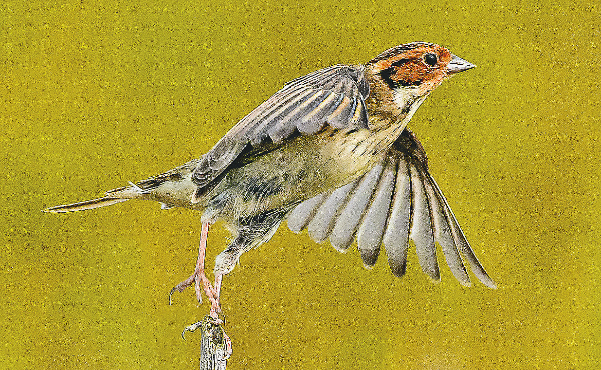 গাছের ডাল থেকে ওড়ার মুহূর্তে খুদে বঘেরি