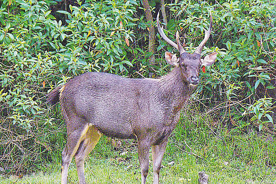 কক্সবাজারের ডুলাহাজারা সাফারি পার্কের বনে পুরুষ সাম্বার হরিণ