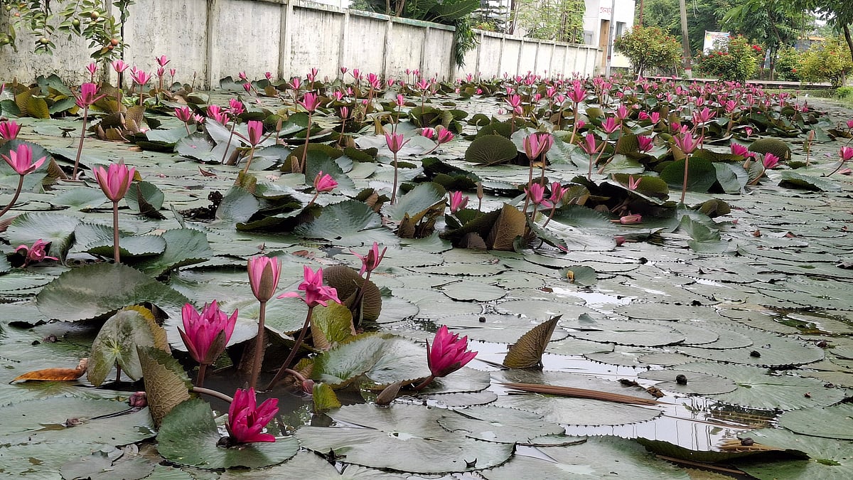 Yosh kaltaklarning yangi surati