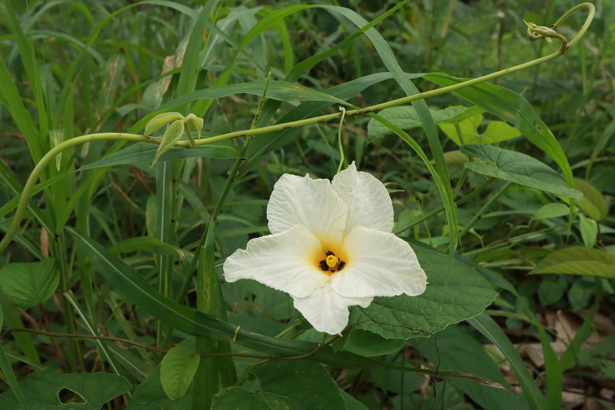 Qiz birinchi marta jinsiy aloqada boladi