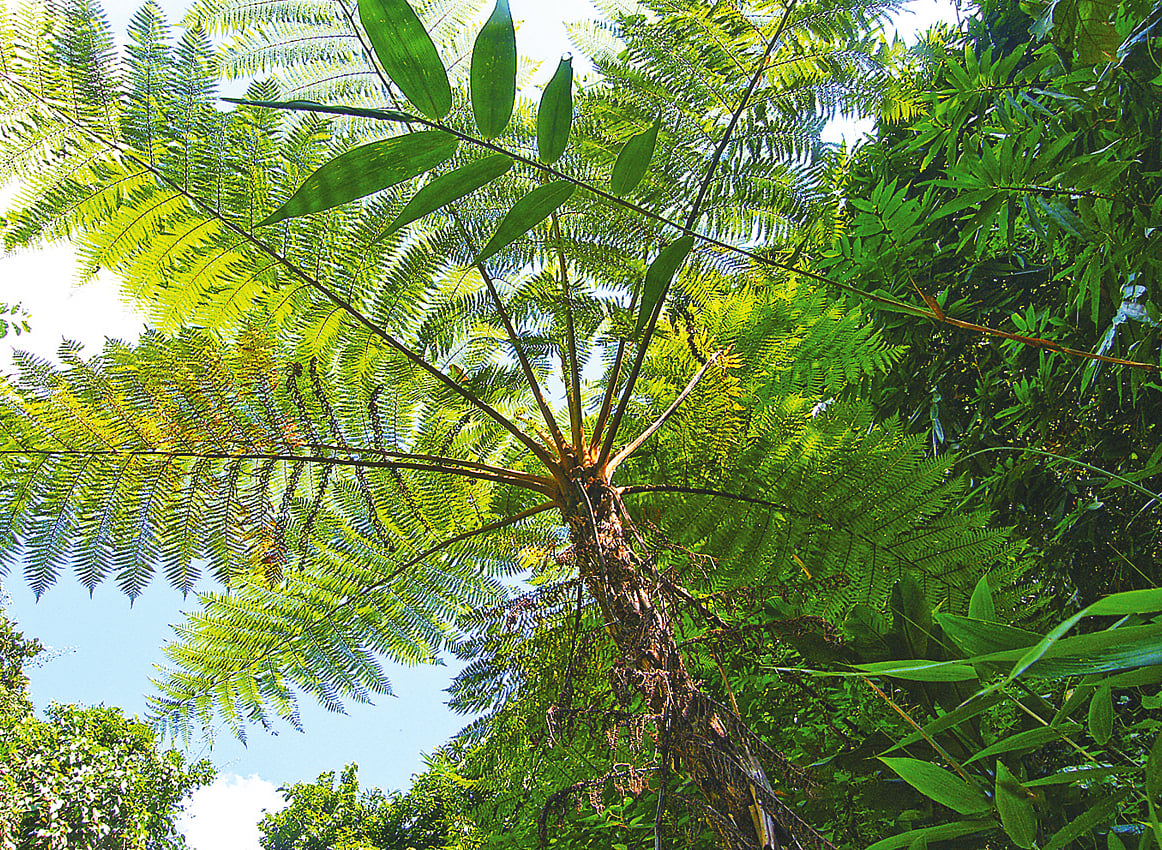 মৌলভীবাজার জেলার পাথারিয়া পাহাড়ে দেখা ট্রি ফার্ন
