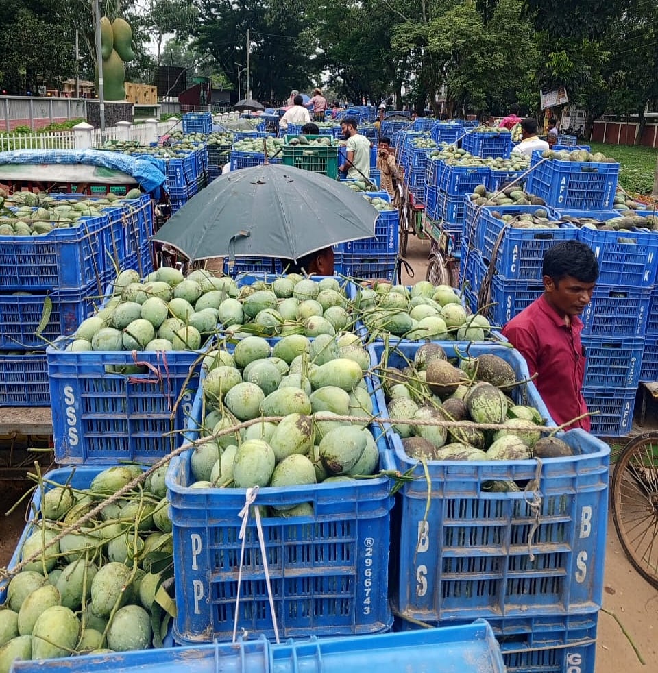 নওগাঁর সাপাহার আমের বাজার। গতকাল বৃহস্পতিবার দুপুরে সাপাহার উপজেলা সদরের জিরো পয়েন্ট এলাকায়