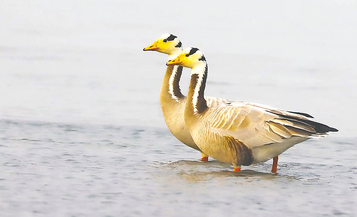 তিস্তায় দেখা কড় রাজহাঁস। সম্প্রতি তোলা