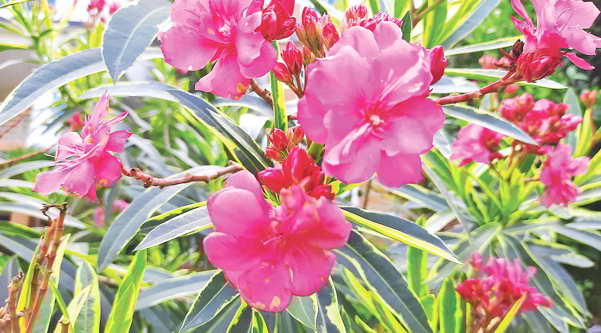 ময়মনসিংহের মাউশি আঞ্চলিক কার্যালয়ের সামনে রক্তকরবী