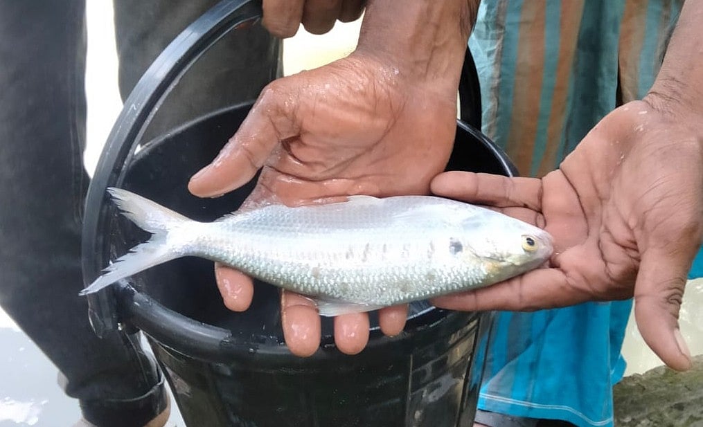 পটুয়াখালীর কলাপাড়া উপজেলা প্রশাসনের পুকুরে ধরা পড়েছে ইলিশটি। আজ শনিবার দুপুরে জালে এটি ধরা পড়ে