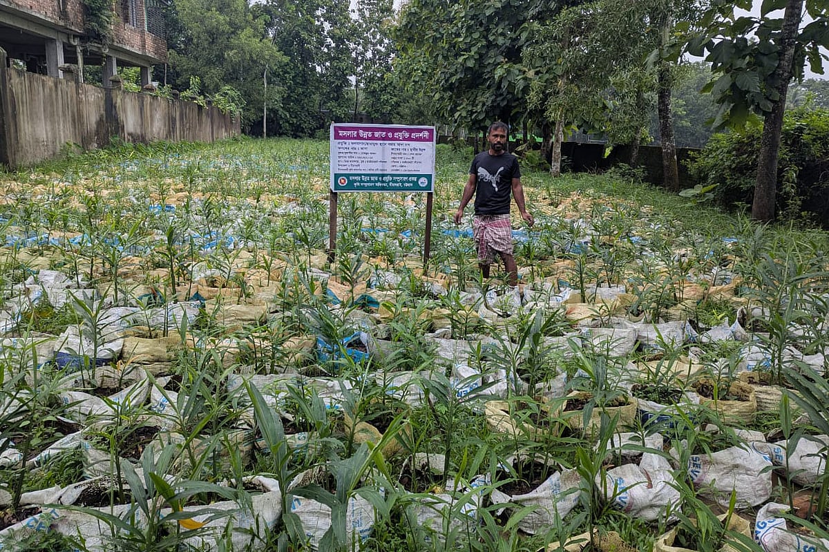 মিরসরাইয়ের বাসিন্দা মোকছুদ আহমদ ফলের পাশাপাশি বস্তায় আদার চাষ করেছেন। সম্প্রতি উপজেলার বারইয়ারহাট পৌর এলাকায়