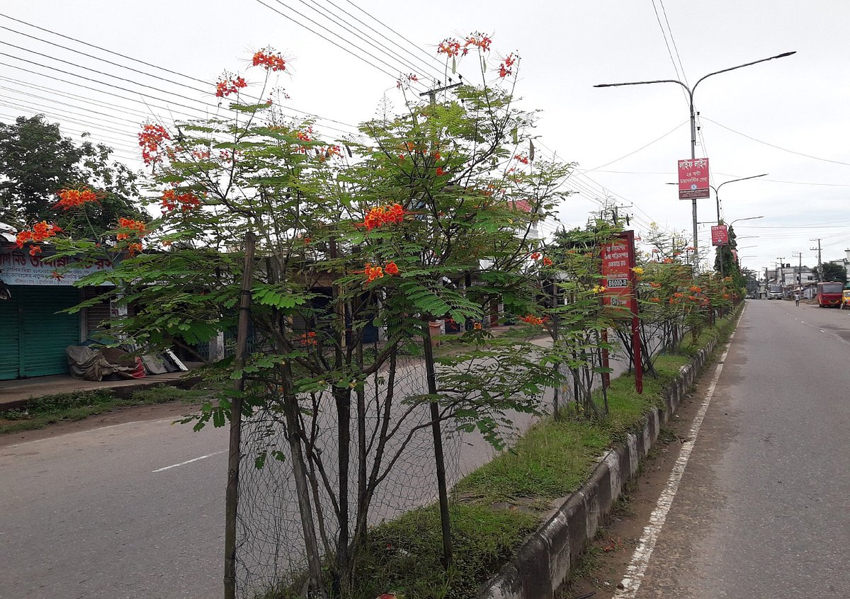 সড়ক বিভাজকে ফুটে আছে রঙিন ফুল। সম্প্রতি মৌলভীবাজার শহরের শ্রীমঙ্গল সড়কে