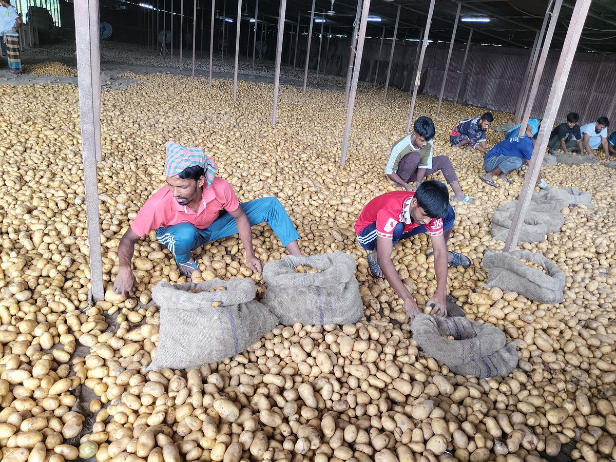 রাজশাহীর পবা উপজেলার নওহাটা পৌর এলাকার আসমা কোল্ড স্টোরেজে আলু বাছাই করছেন শ্রমিকেরা। গত বৃহস্পতিবার সকালে পবার বায়া এলাকায়