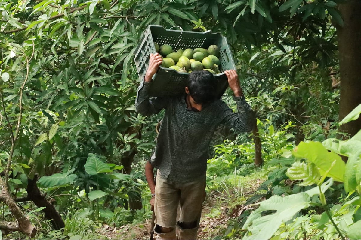 বাগান থেকে ক্যারেট ভর্তি আম নিয়ে আসছেন এক ব্যক্তি। গত বুধবার বান্দারবানের ম্রলং পাড়ায়