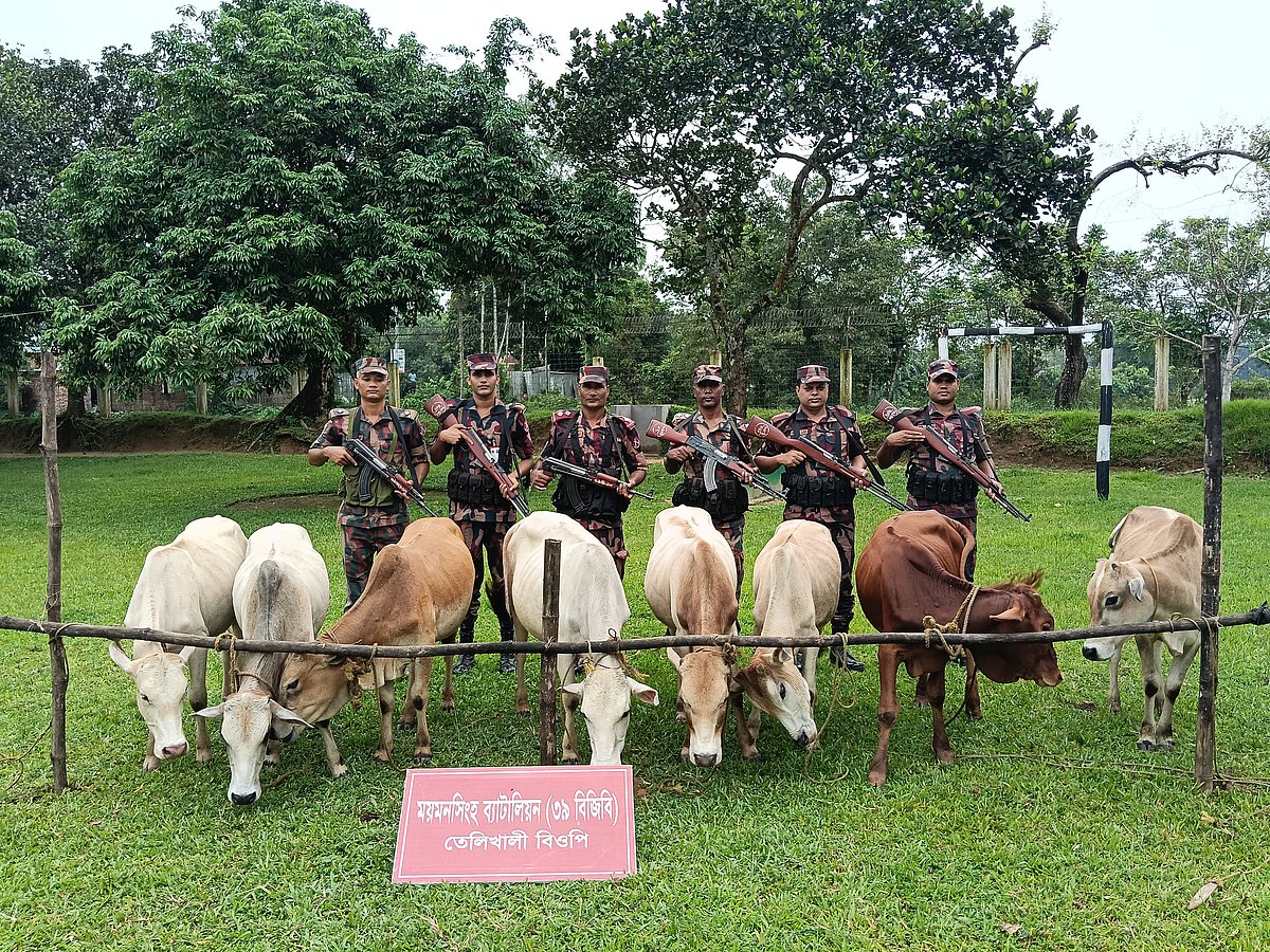 ময়মনসিংহে হালুয়াঘাট সীমান্তে ভারত থেকে আনা ৮টি গরু জব্দ করেছে বিজিবি। আজ রোববার