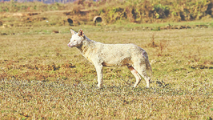 অ্যালবিনো পাতিশিয়াল। ঢাকার সাভারে।