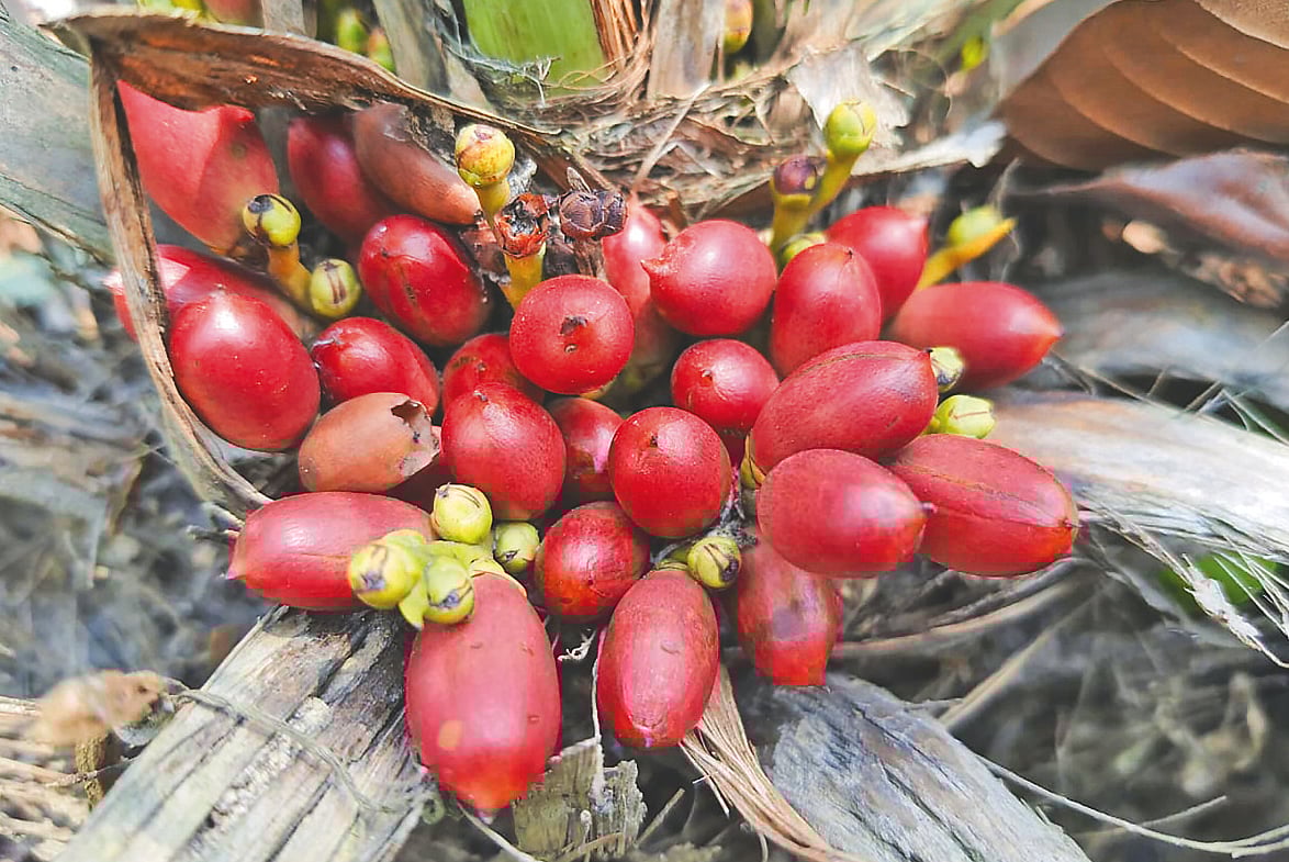 মহাবিপন্ন বন খেজুর দেখা যায় শুধু দিনাজপুরের বিরল উপজেলার ধর্মপুর শালবনেই। তা–ও আবার সংখ্যায় ২০০–এর নিচে