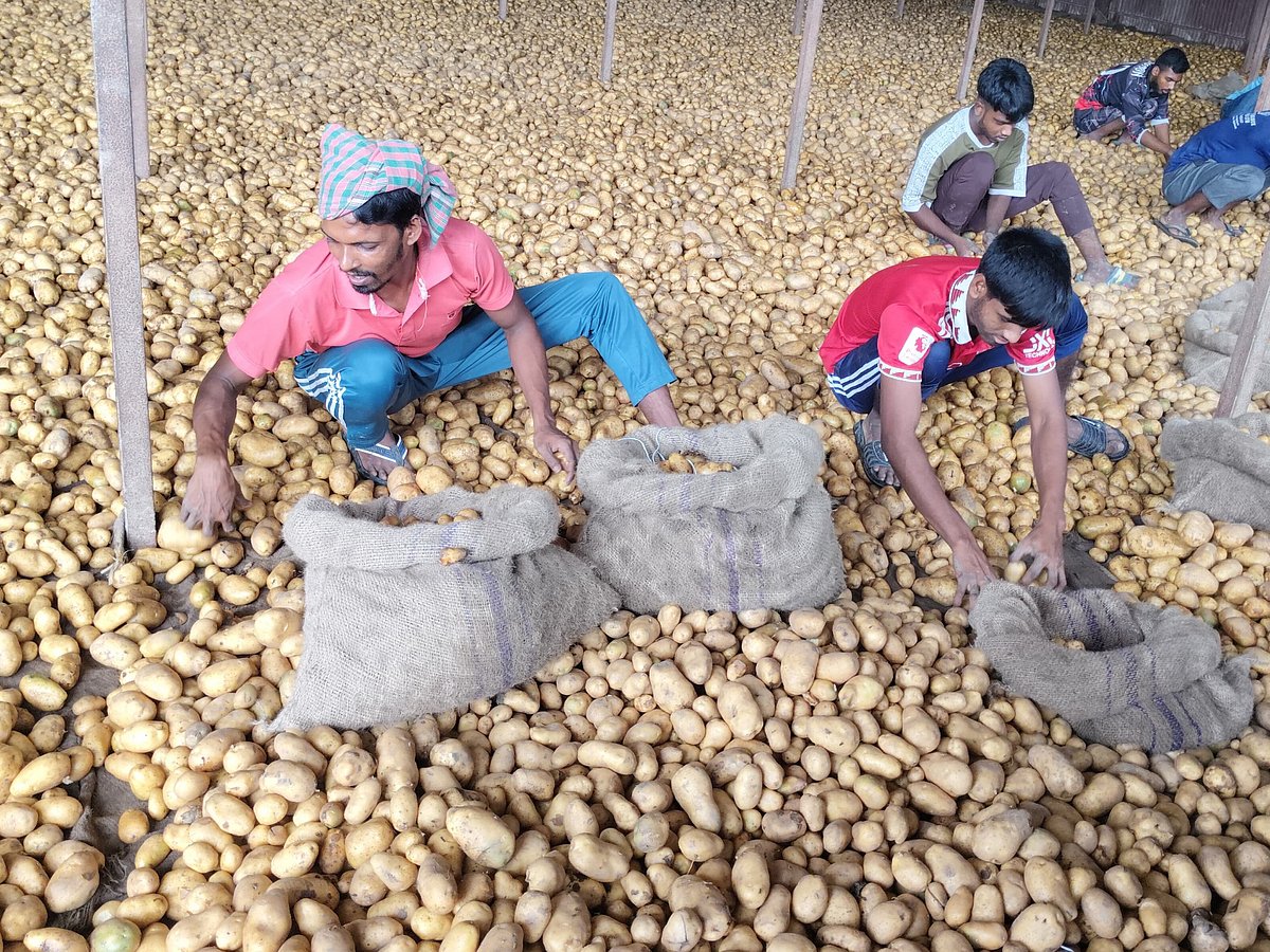 কোল্ড স্টোরেজে আলু বাছাই করছেন শ্রমিকেরা